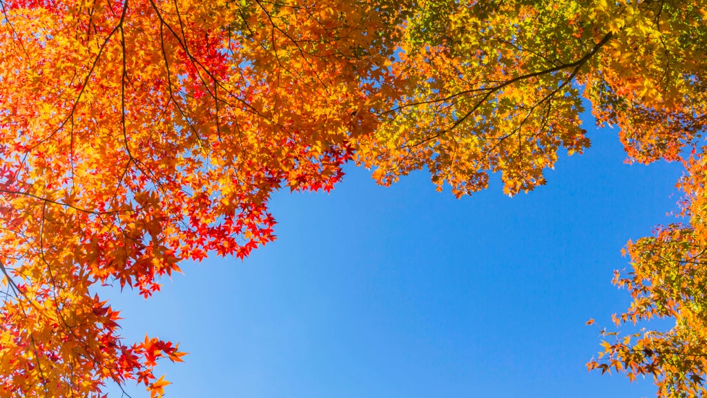 Sunny Friday in Twin Cities with mostly dry Halloween weekend — Apple Valley Sports news