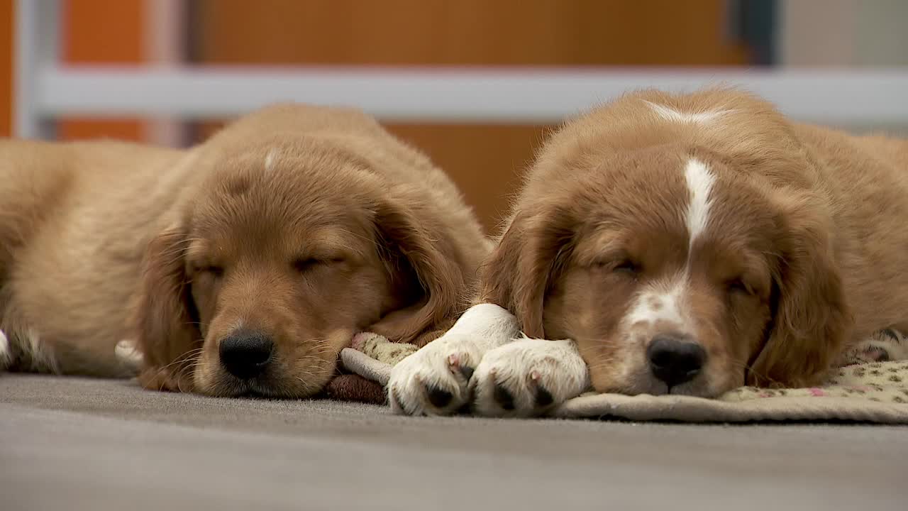 36 dogs rescued from unlicensed breeder in Cass County — Apple Valley Community news
